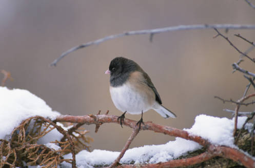 Junco-USFWS