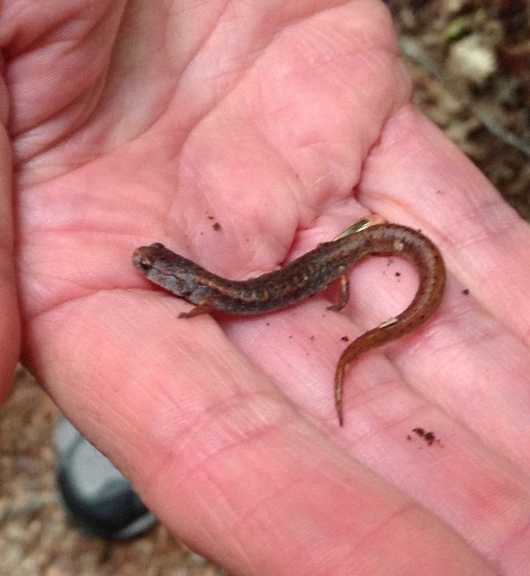 four-toed salamander