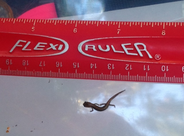red-backed salamander being measured