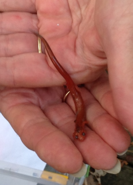 red-phase red-backed salamander