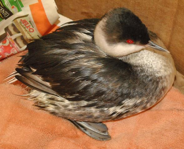 MassWildlife - horned grebe