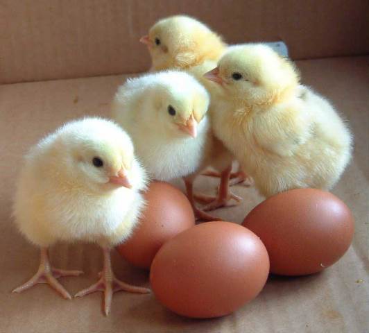 baby chicks2