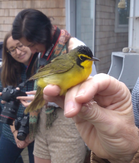 Manomet - KY Warbler3