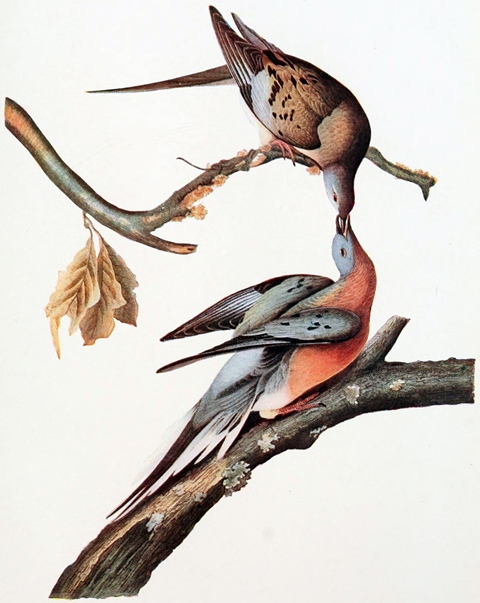 Passenger Pigeon - Audubon